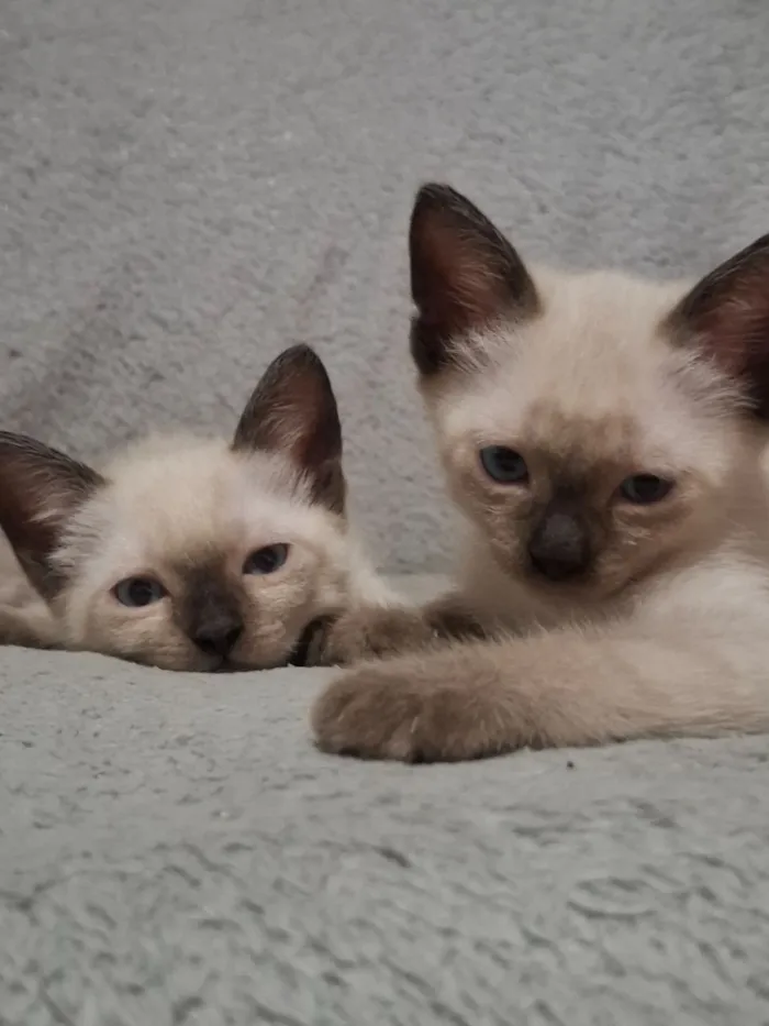 Gato raça SRD-ViraLata idade Abaixo de 2 meses nome Sem nome 