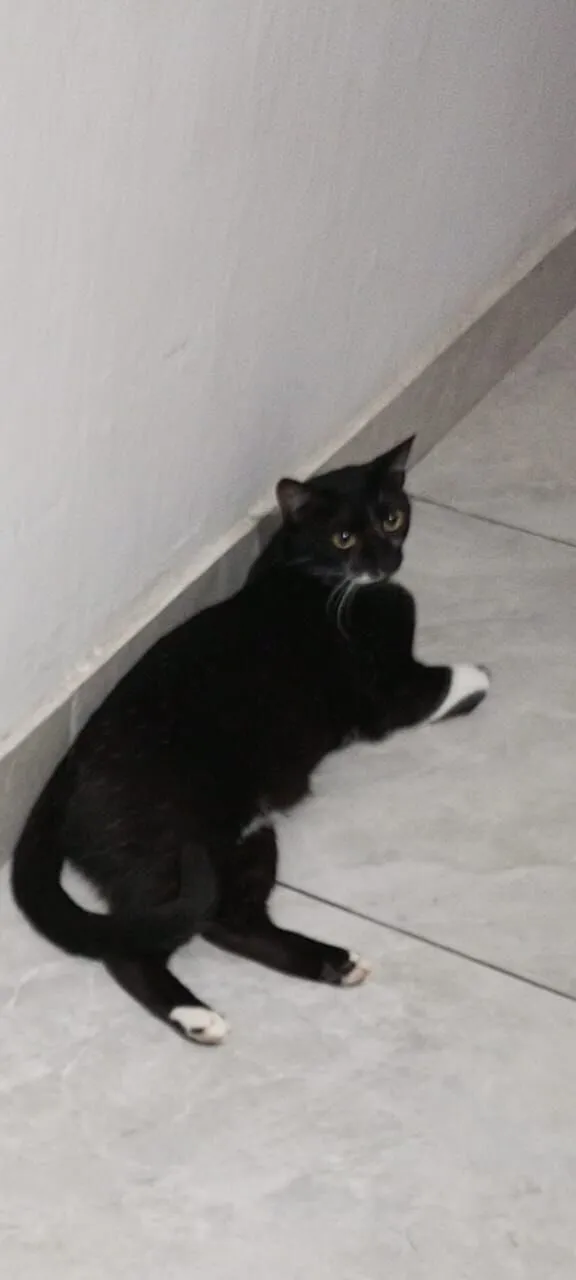 Gato raça SRD-ViraLata idade 2 anos nome Maria Clara 