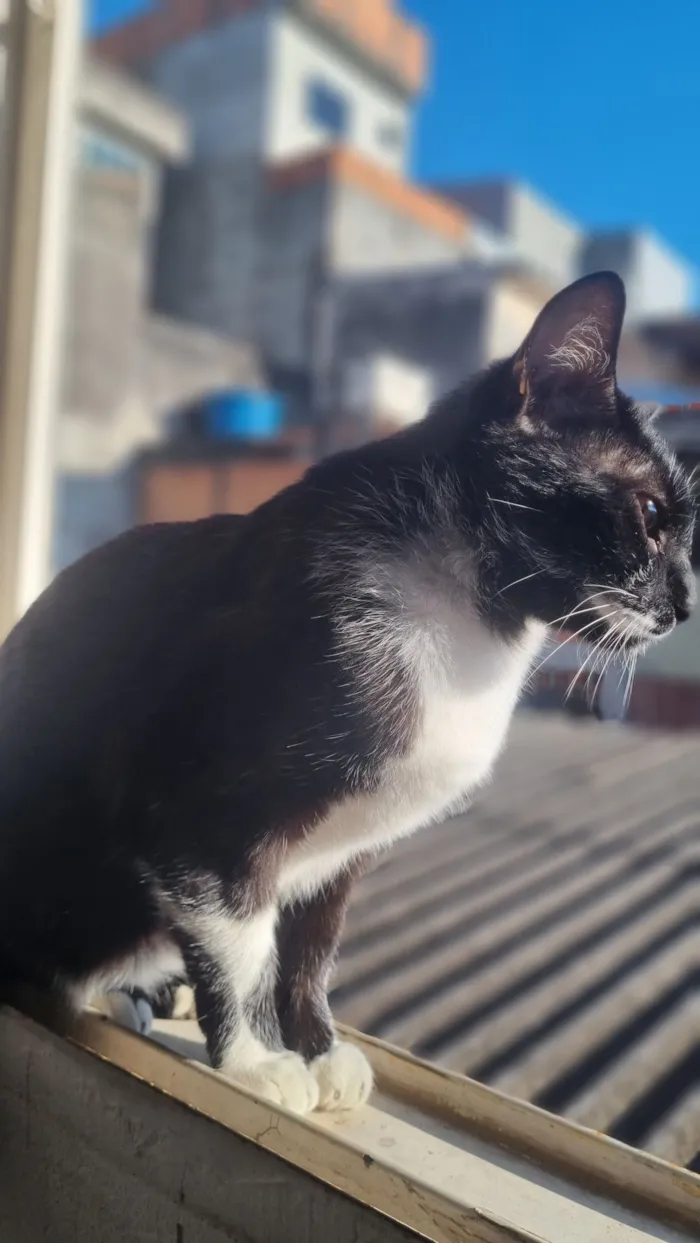 Gato raça SRD-ViraLata idade 2 anos nome Maria Clara 