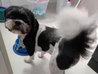 Cachorro raça Shitzu idade 4 anos nome Bingo