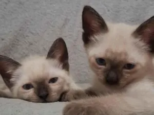 Gato raça SRD-ViraLata idade Abaixo de 2 meses nome Sem nome 