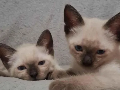 Gato raça SRD-ViraLata idade Abaixo de 2 meses nome Sem nome 