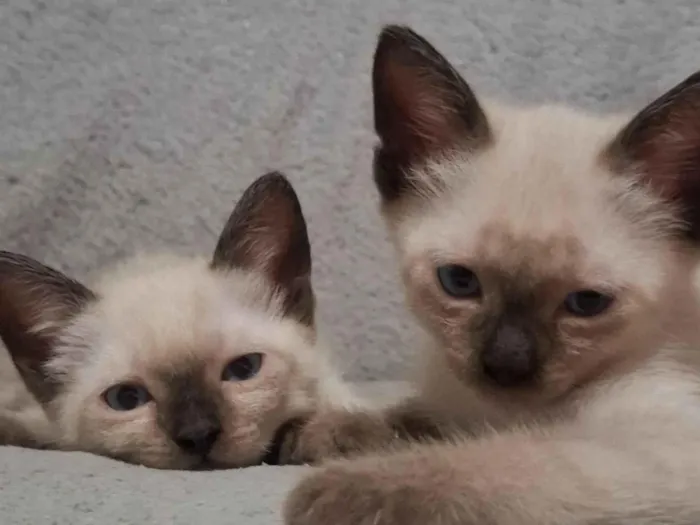 Gato raça SRD-ViraLata idade Abaixo de 2 meses nome Sem nome 