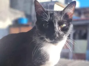 Gato raça SRD-ViraLata idade 2 anos nome Maria Clara 