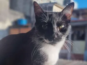 Gato raça SRD-ViraLata idade 2 anos nome Maria Clara 