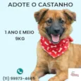Castanho 