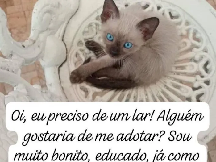 Gato raça Siamês idade 2 a 6 meses nome Sem nome