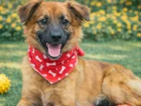 Cachorro raça SRD-ViraLata idade 1 ano nome Castanho 