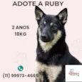 Cachorro raça SRD-ViraLata idade 2 anos nome Ruby