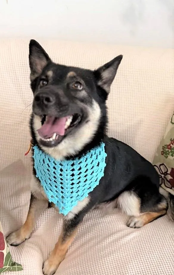 Cachorro raça SRD-ViraLata idade 2 anos nome Ruby