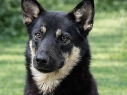 Cachorro raça SRD-ViraLata idade 2 anos nome Ruby