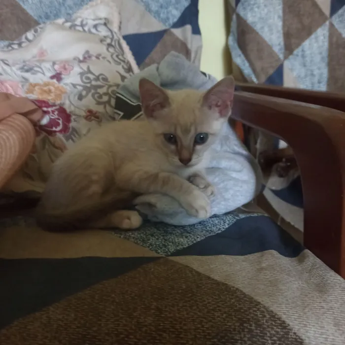 Gato raça Siamês idade 2 a 6 meses nome Sem nome