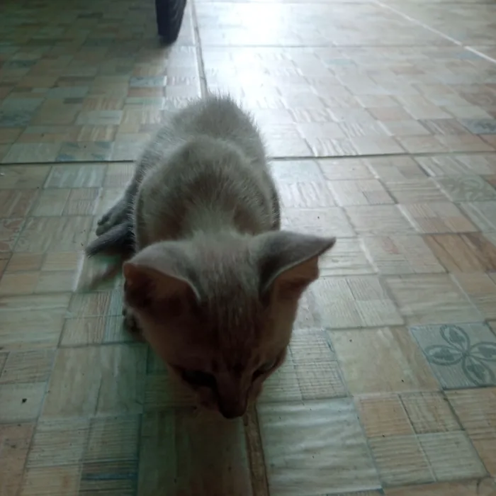Gato raça Siamês idade 2 a 6 meses nome Sem nome