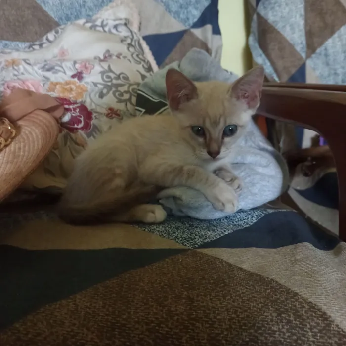 Gato raça Siamês idade 2 a 6 meses nome Sem nome