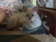 Gato raça Siamês idade 2 a 6 meses nome Sem nome