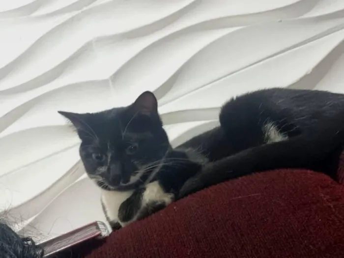 Gato raça SRD-ViraLata idade 2 anos nome Maria Clara 