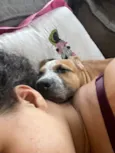 Cachorro raça SRD-ViraLata idade 2 a 6 meses nome Kira 
