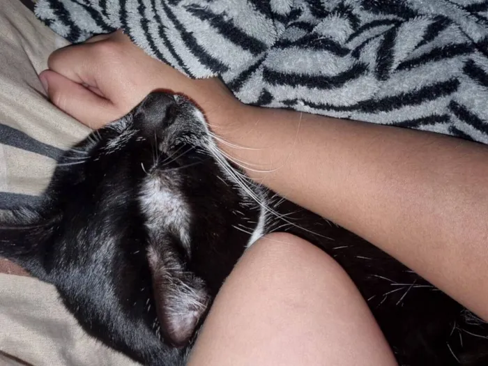 Gato raça SRD-ViraLata idade 2 anos nome Maria Clara 