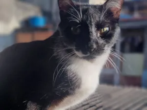 Gato raça SRD-ViraLata idade 2 anos nome Maria Clara 