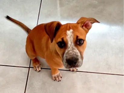Cachorro raça SRD-ViraLata idade 2 a 6 meses nome Kira 