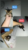 Gato raça SRD-ViraLata idade Abaixo de 2 meses nome Sem nome