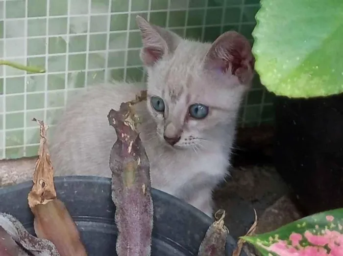 Gato raça Siamês idade 2 a 6 meses nome Sem nome