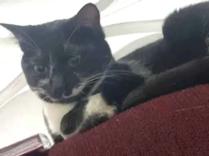 Gato raça SRD-ViraLata idade 2 anos nome Maria Clara 