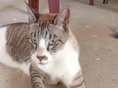 Gato raça SRD-ViraLata idade 4 anos nome Não sei 