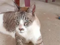 Gato raça SRD-ViraLata idade 4 anos nome Não sei 