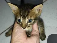 Gato raça SRD-ViraLata idade Abaixo de 2 meses nome Sem nome