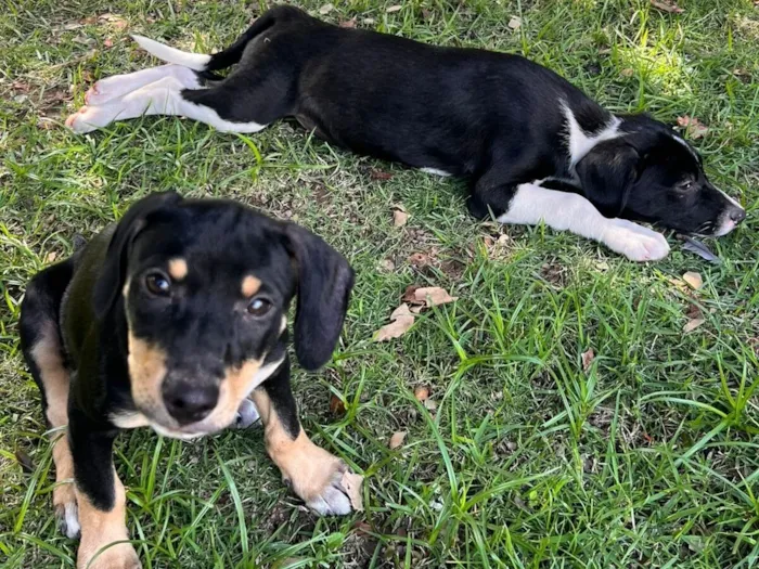 Cachorro raça SRD-ViraLata idade 2 a 6 meses nome Pipoca e paçoca 