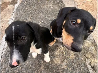Cachorro raça SRD-ViraLata idade 2 a 6 meses nome Pipoca e paçoca 
