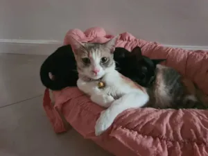 Gato raça SRD-ViraLata idade 2 anos nome Mochi