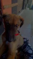 Cachorro raça SRD-ViraLata idade 2 anos nome Bela