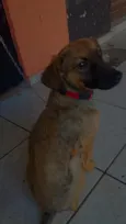 Cachorro raça SRD-ViraLata idade 2 anos nome Bela
