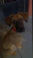 Cachorro raça SRD-ViraLata idade 2 anos nome Bela