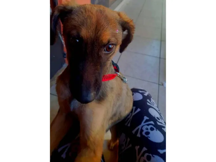 Cachorro raça SRD-ViraLata idade 2 anos nome Bela