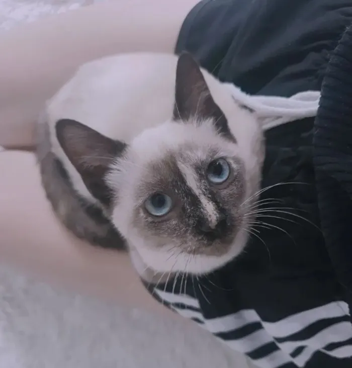 Gato raça SRD-ViraLata idade 1 ano nome Morgana