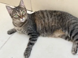 Gato raça SRD-ViraLata idade 1 ano nome Lilit