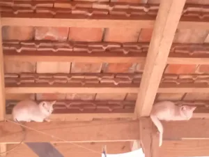 Gato raça SRD-ViraLata idade 1 ano nome Não tem nome 