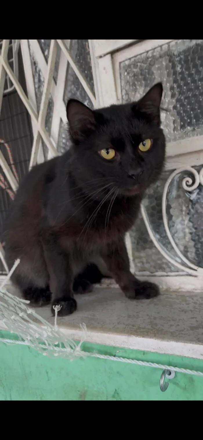 Gato raça SRD-ViraLata idade 2 anos nome Bento