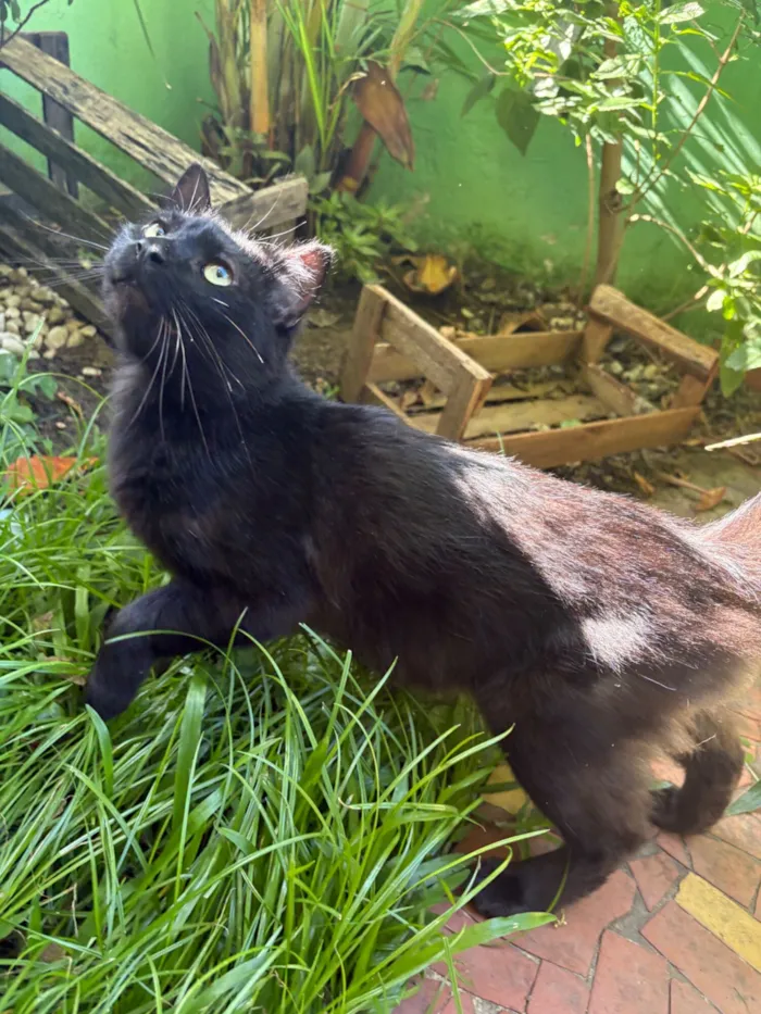 Gato raça SRD-ViraLata idade 2 anos nome Bento