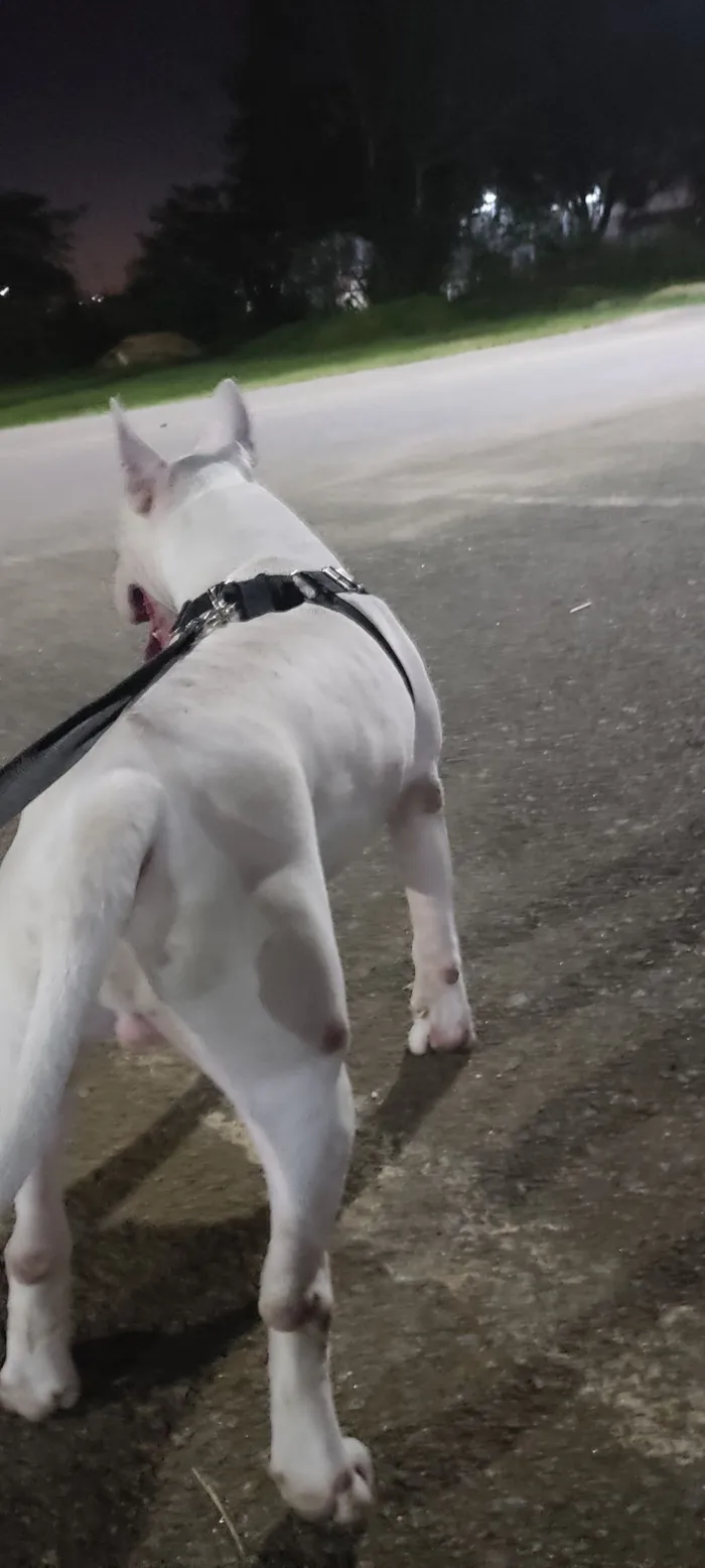 Cachorro raça Pit-Bull idade 7 a 11 meses nome Fred