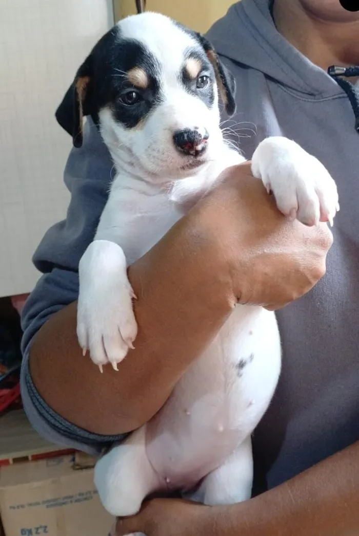 Cachorro raça SRD-ViraLata idade Abaixo de 2 meses nome Corinthiana