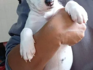 Cachorro raça SRD-ViraLata idade Abaixo de 2 meses nome Corinthiana