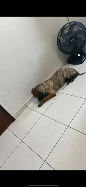 Cachorro raça SRD-ViraLata idade 1 ano nome Loki