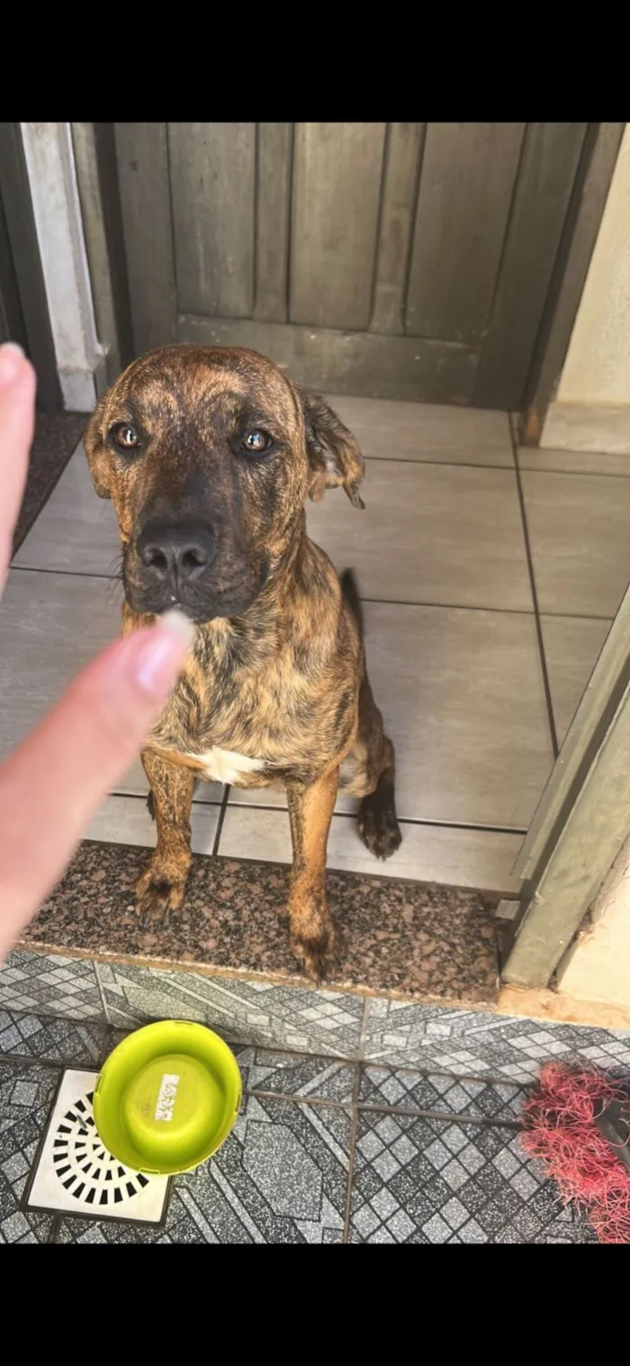 Cachorro raça SRD-ViraLata idade 1 ano nome Loki