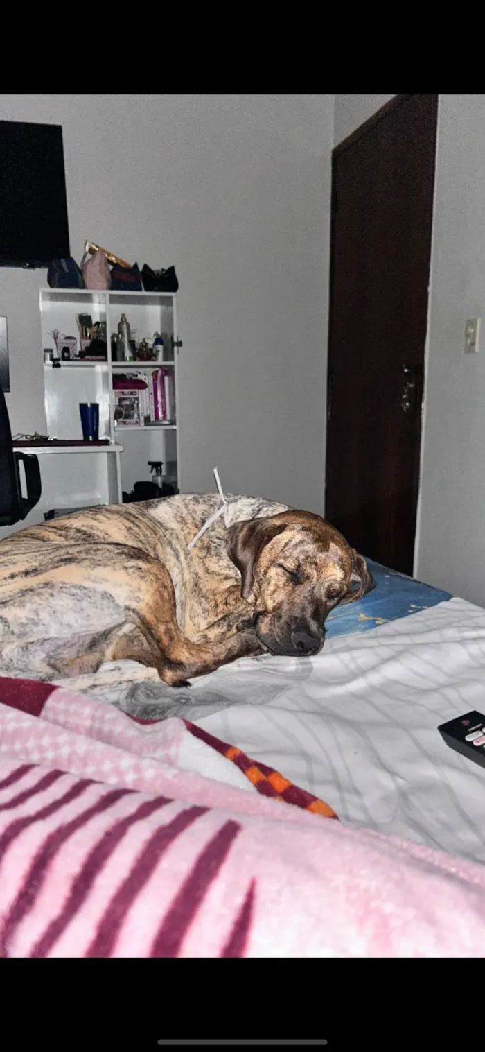 Cachorro raça SRD-ViraLata idade 1 ano nome Loki