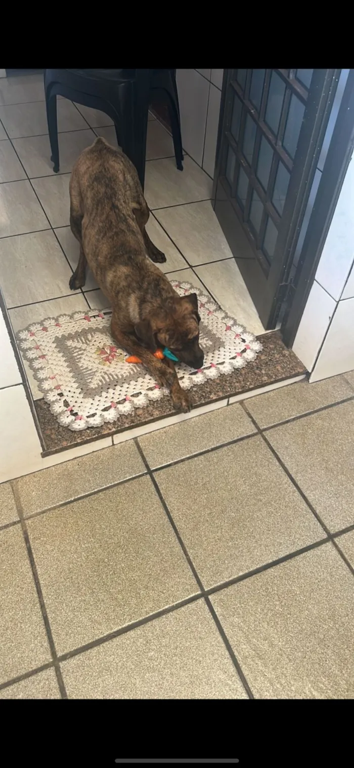 Cachorro raça SRD-ViraLata idade 1 ano nome Loki