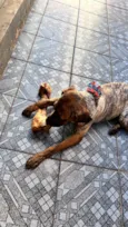 Cachorro raça SRD-ViraLata idade 1 ano nome Loki